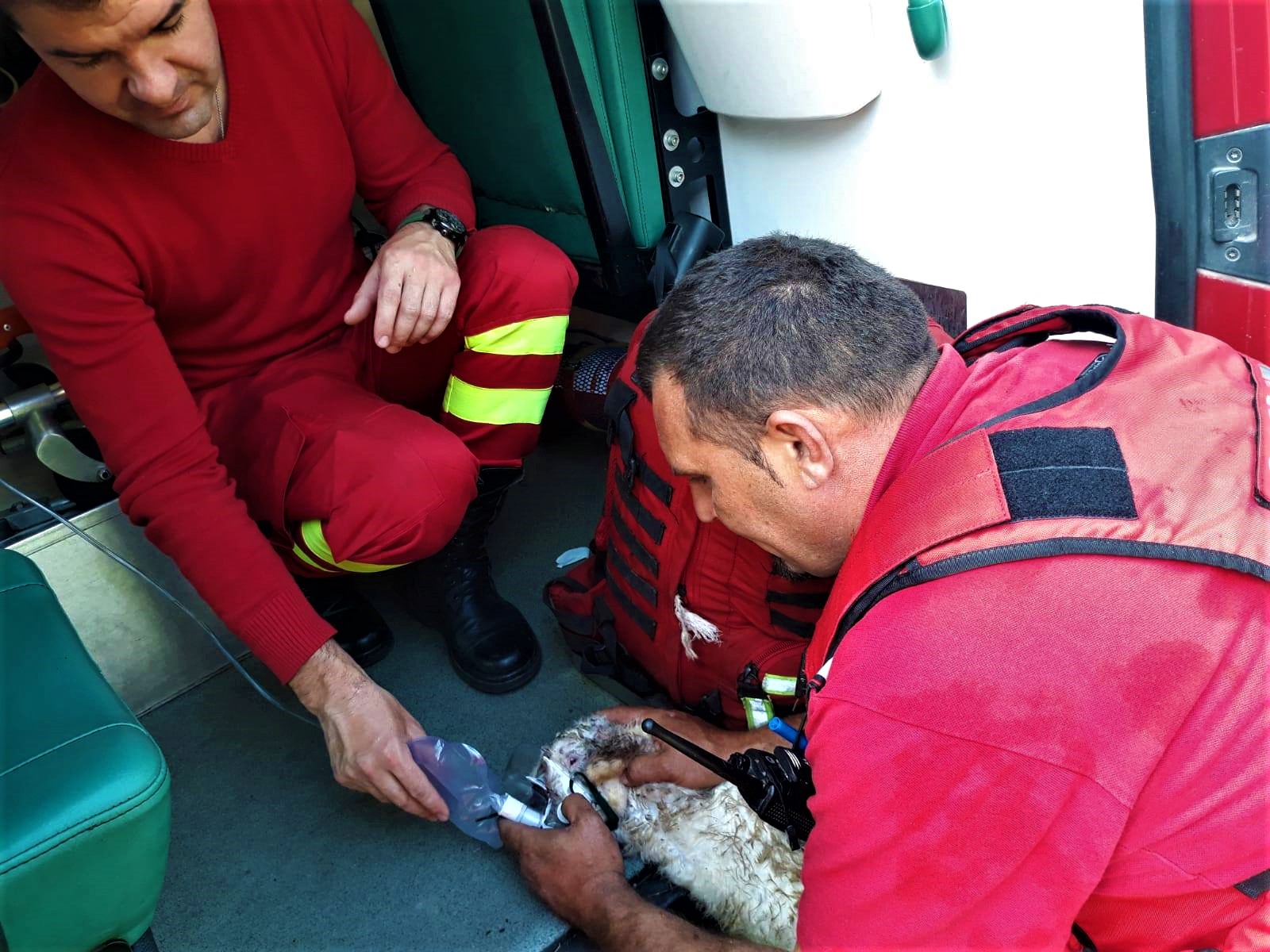 Imaginea zilei: Un paramedic a salvat viața unui micuț urechiat