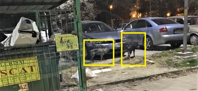FOTO. Mașină "sfâșiată" de câinii vagabonzi. Totul s-a întâmplat în Micro 17