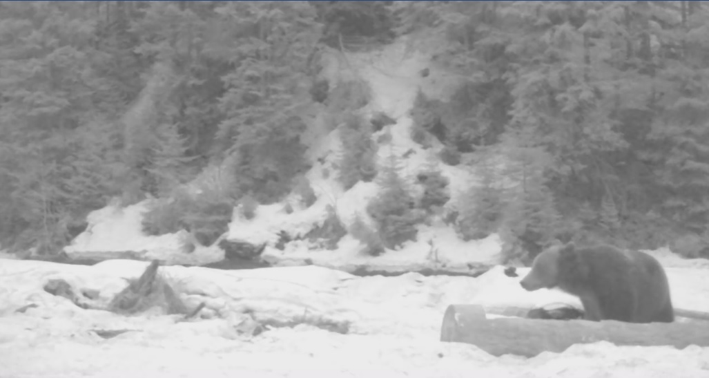 VIDEO. Imaginea zilei vine din Maramureș. Urs masiv surprins pe Valea Vișeului