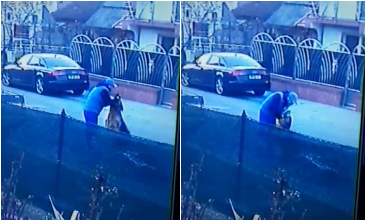VIDEO. Câine lovit și bruscat de stăpân în plină stradă, în municipiul Satu Mare