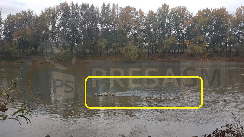 FOTO. Misterul șocant de pe Someș. Crocodil sau iluzie optică în Satu Mare?!