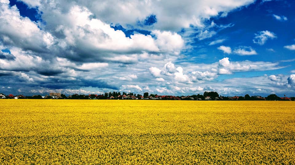 FOTOGALERIE. Câmpurile cu flori de rapiță din Satu Mare, în toată splendoarea lor! Un rai pe pământ