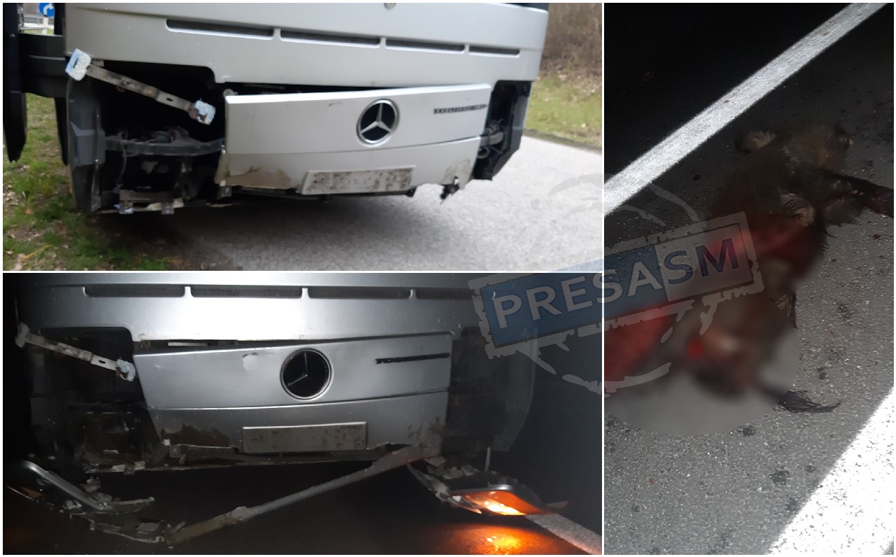 FOTO. Un autobuz din Satu Mare a spulberat o turmă de mistreți pe o autostradă din Austria