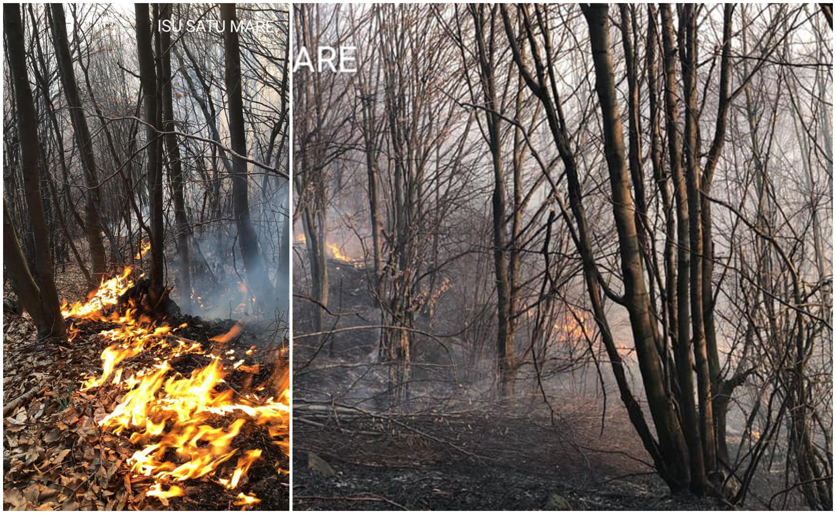 FOTO. Pădure cuprinsă de flăcări în județul Satu Mare. Multiple focare, intervenție în forță