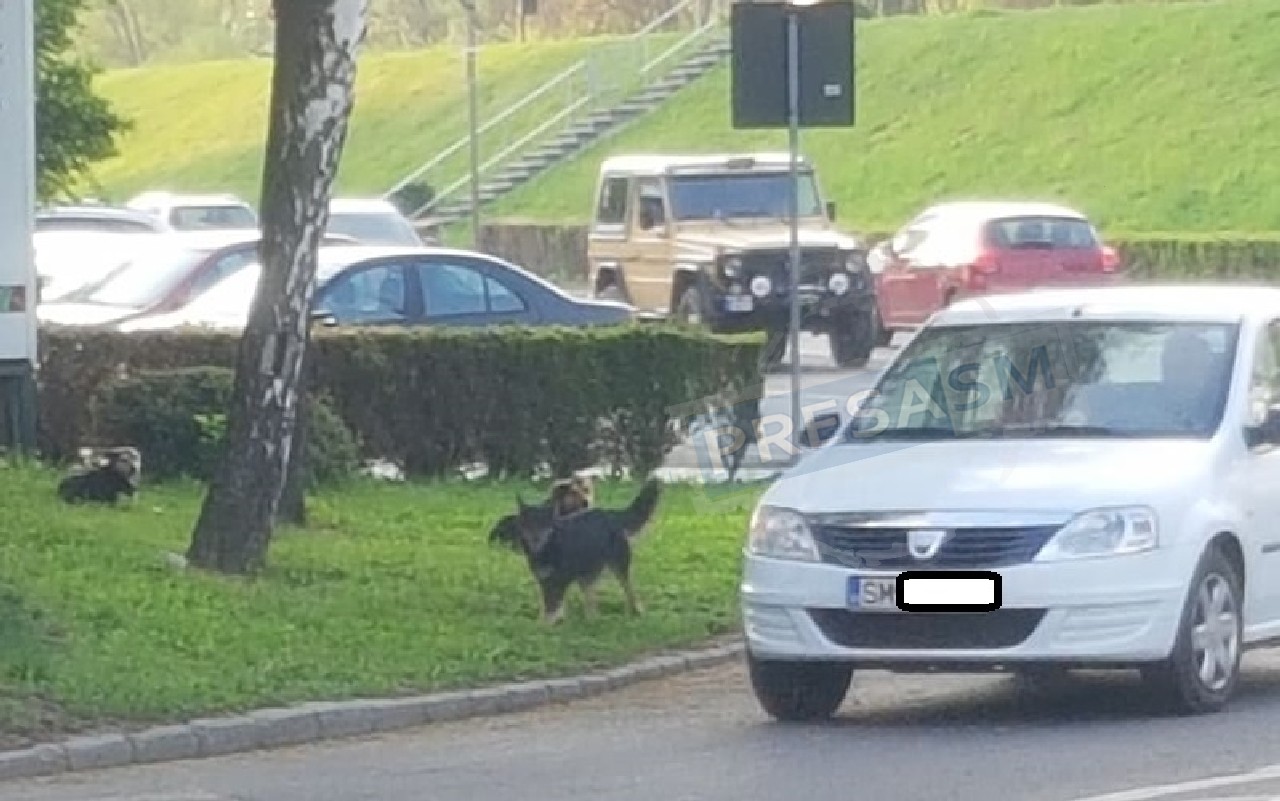 FOTO. O haită de câini s-a ”mutat” chiar lângă Poliția Locală. ”Atacă” mașinile