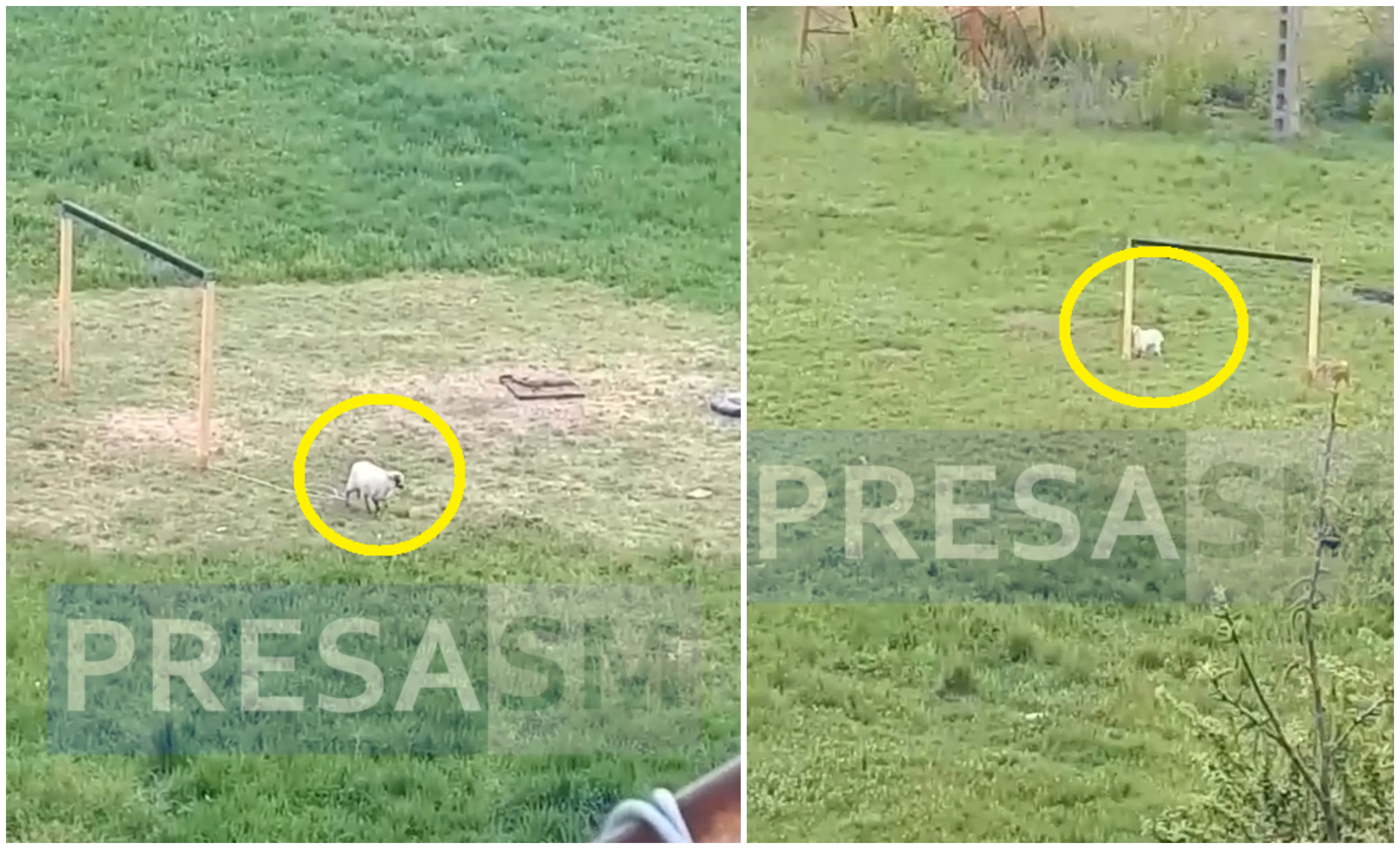 FOTO/VIDEO. Oile joacă fotbal pe Ostrovului. Găini în intersecție, vițel la leagăne