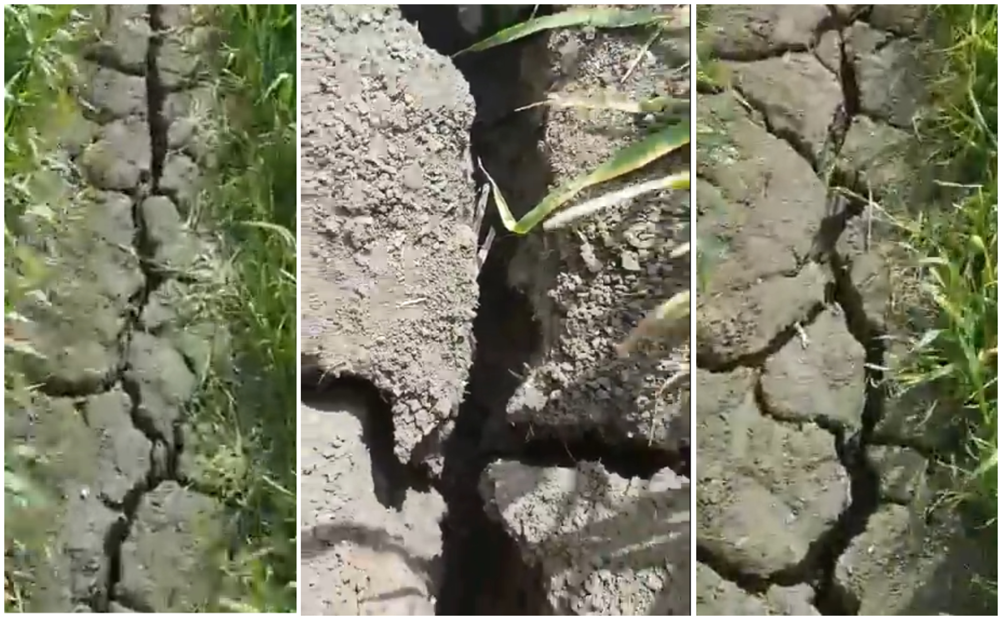 VIDEO. Seceta lovește în agricultură. Pământul a crăpat în unele zone din județ