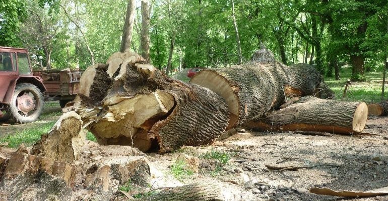 FOTO. Primăria dă explicații. De ce a fost tăiat stejarul secular din Grădina Romei