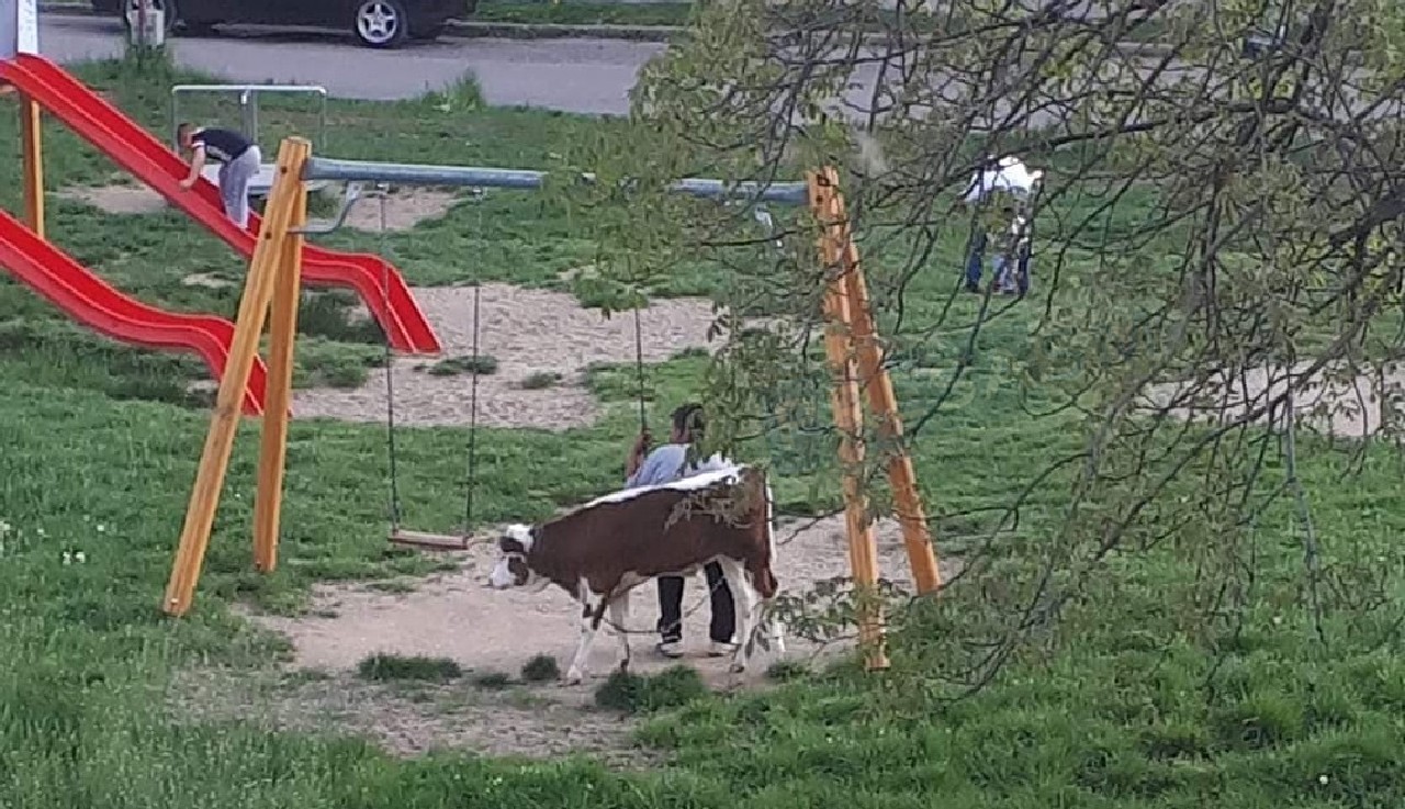 FOTO. Sătmarul minunilor! Cu vițelul la leagăne. Imagine ireală