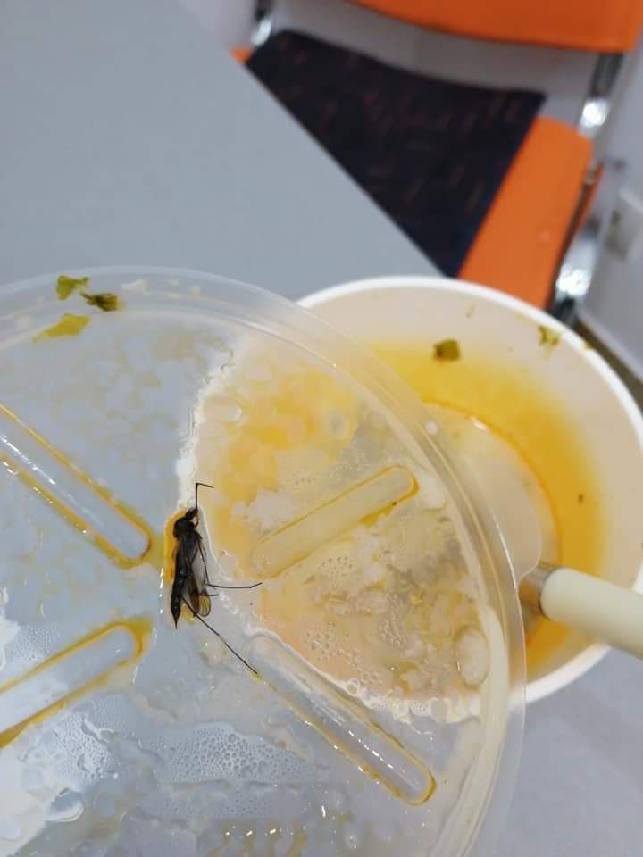 FOTO. Insecte în supă, la meniul zilei. Oferta unui restaurant din Satu Mare