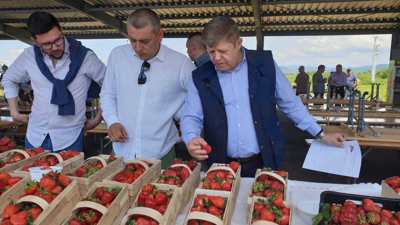 FOTO. Județul Satu Mare, lider național la producția de căpșuni. Halmeul, raiul producătorilor