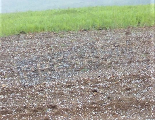 FOTO/VIDEO. Grindină în județul Satu Mare. O nouă avertizare emisă de meteorologi