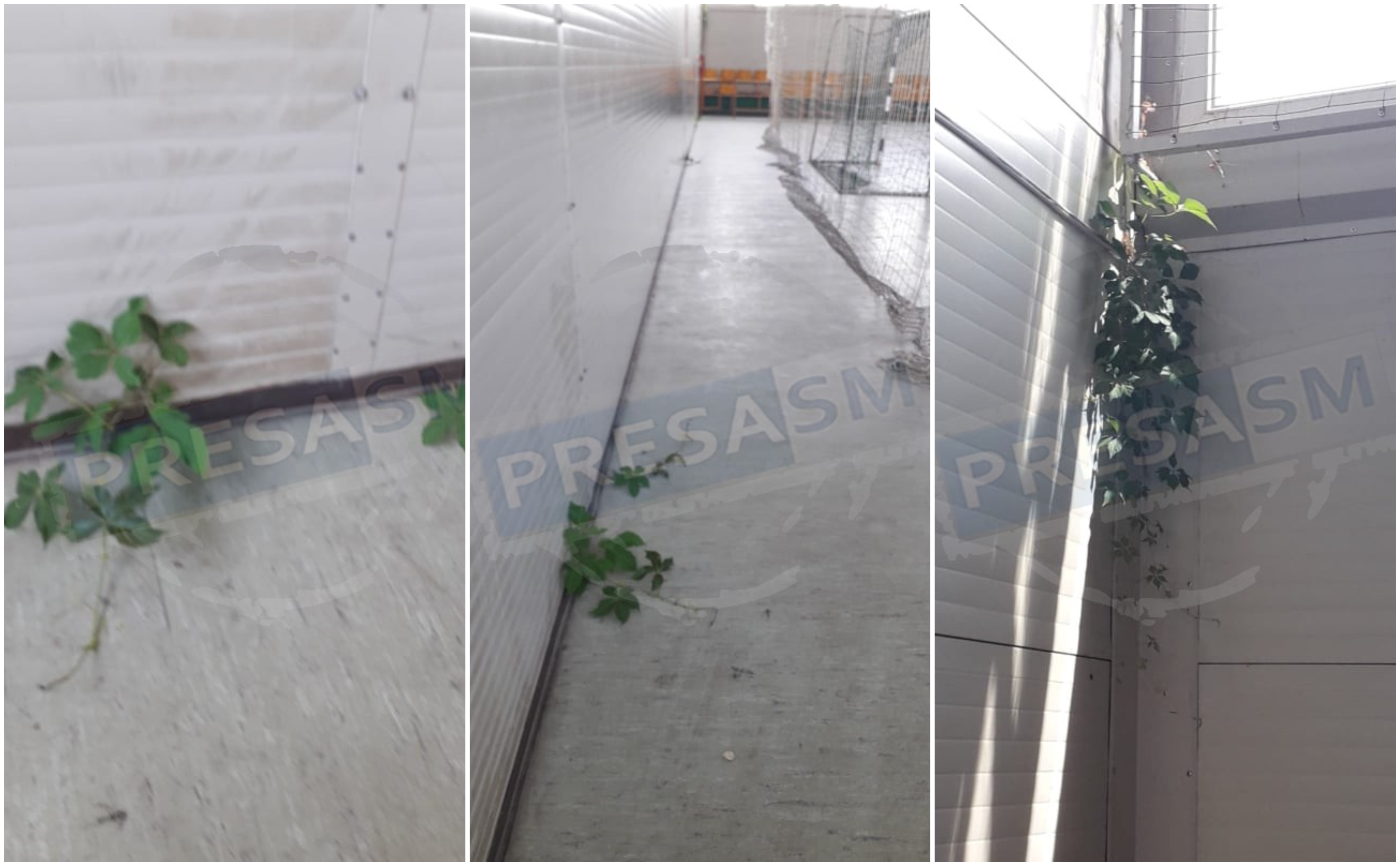 FOTO. Cresc buruieni peste tot în cea mai mare și mai nouă sală de sport din Carei
