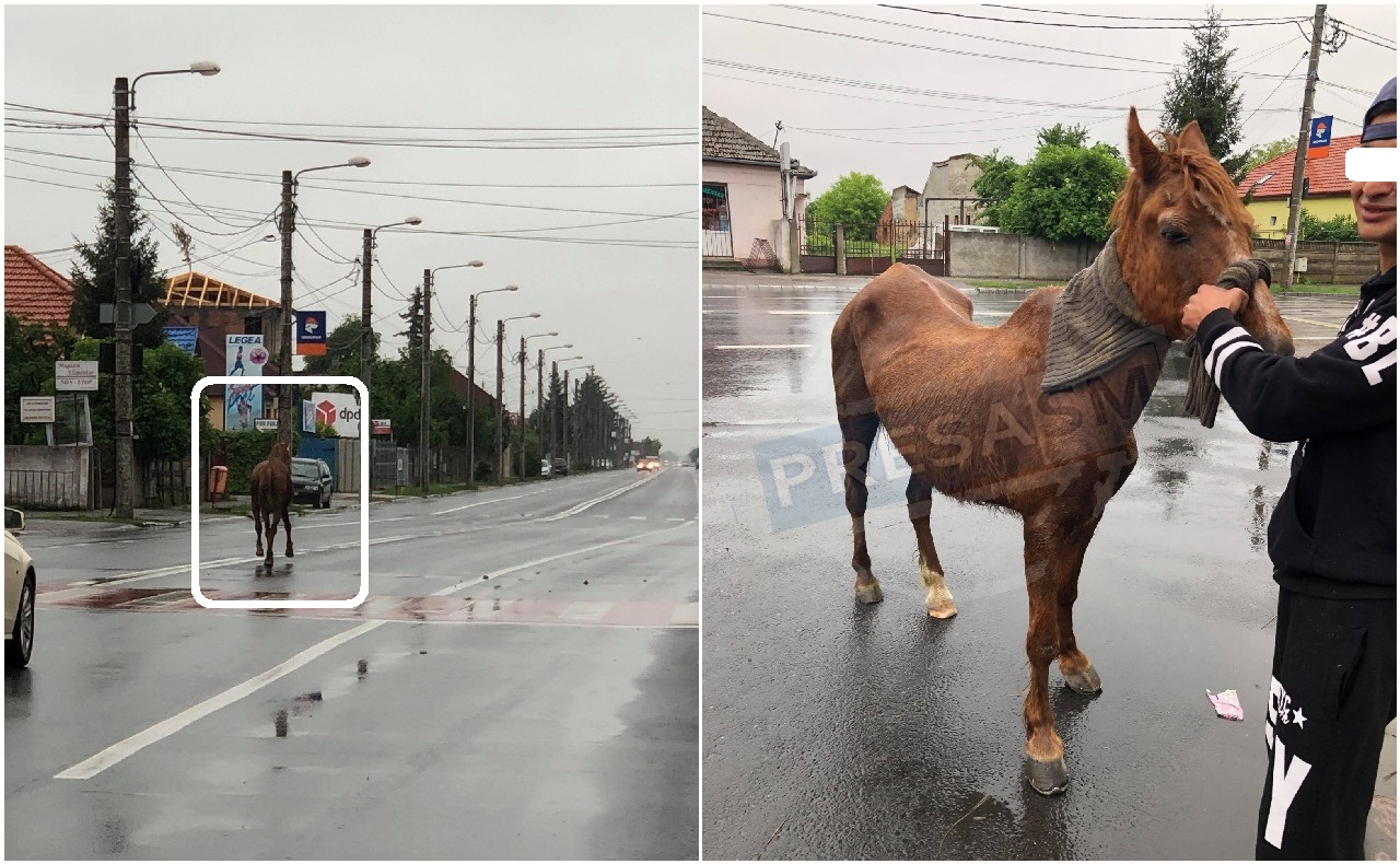 FOTO. Sătmarul minunilor! Un cal zburdă pe B-dul Lucian Blaga, pe mijlocul drumului