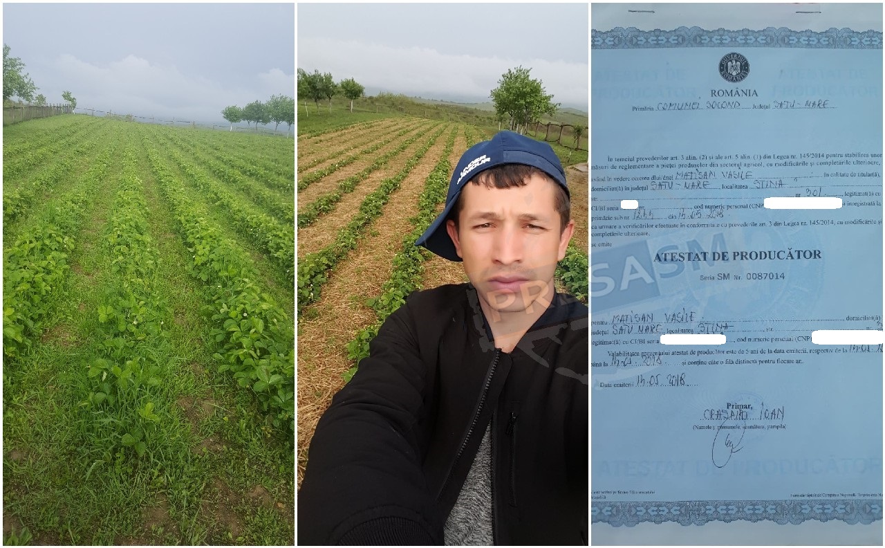 FOTO/VIDEO. La Stâna chiar se cultivă căpșuni. Nu toți ”produc” banane pe hârtie