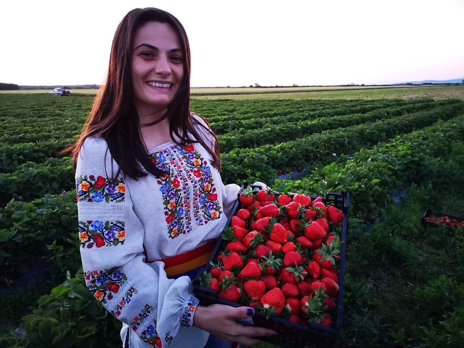 FOTO. Căpșunii ECO de Satu Mare, în supermarket! Succesul unei sătmărence, doctorand în agricultură