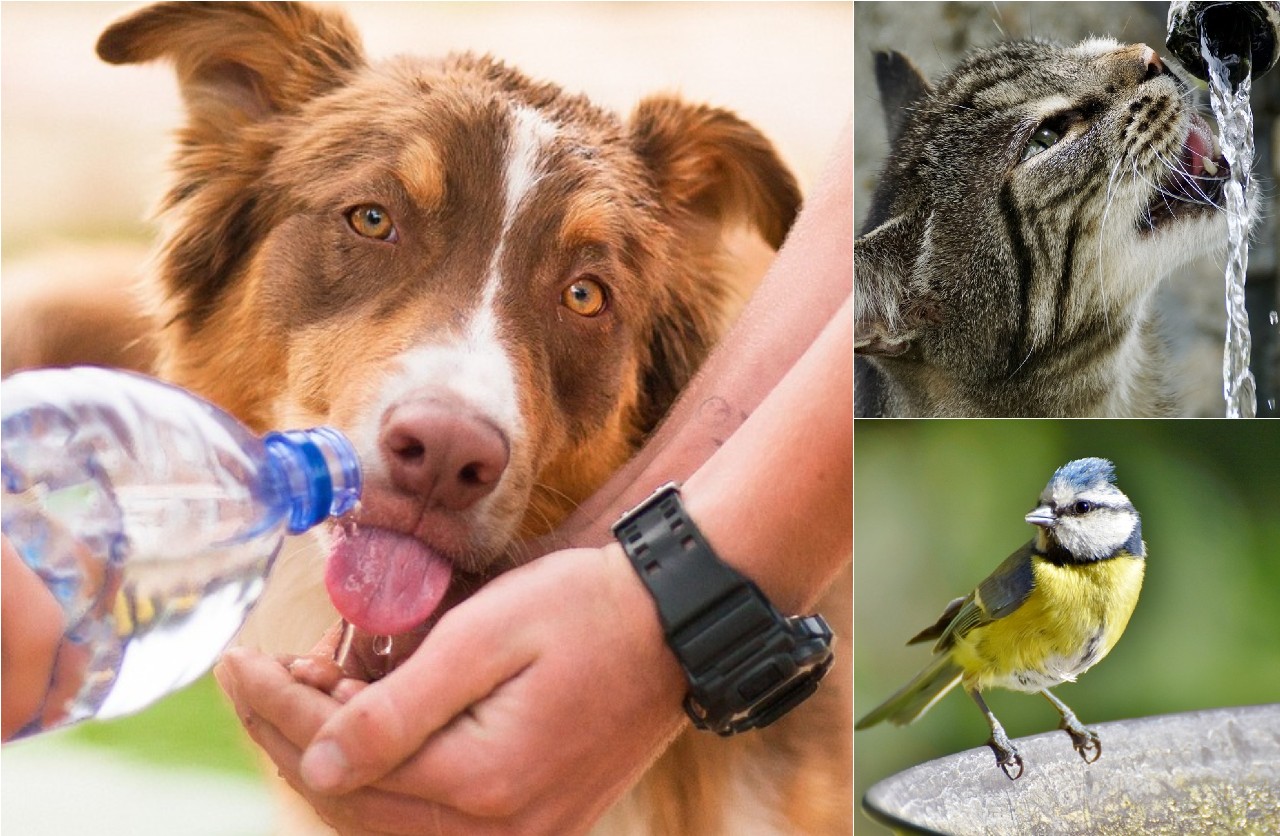 Cum avem grijă de animăluțe pe timp de caniculă