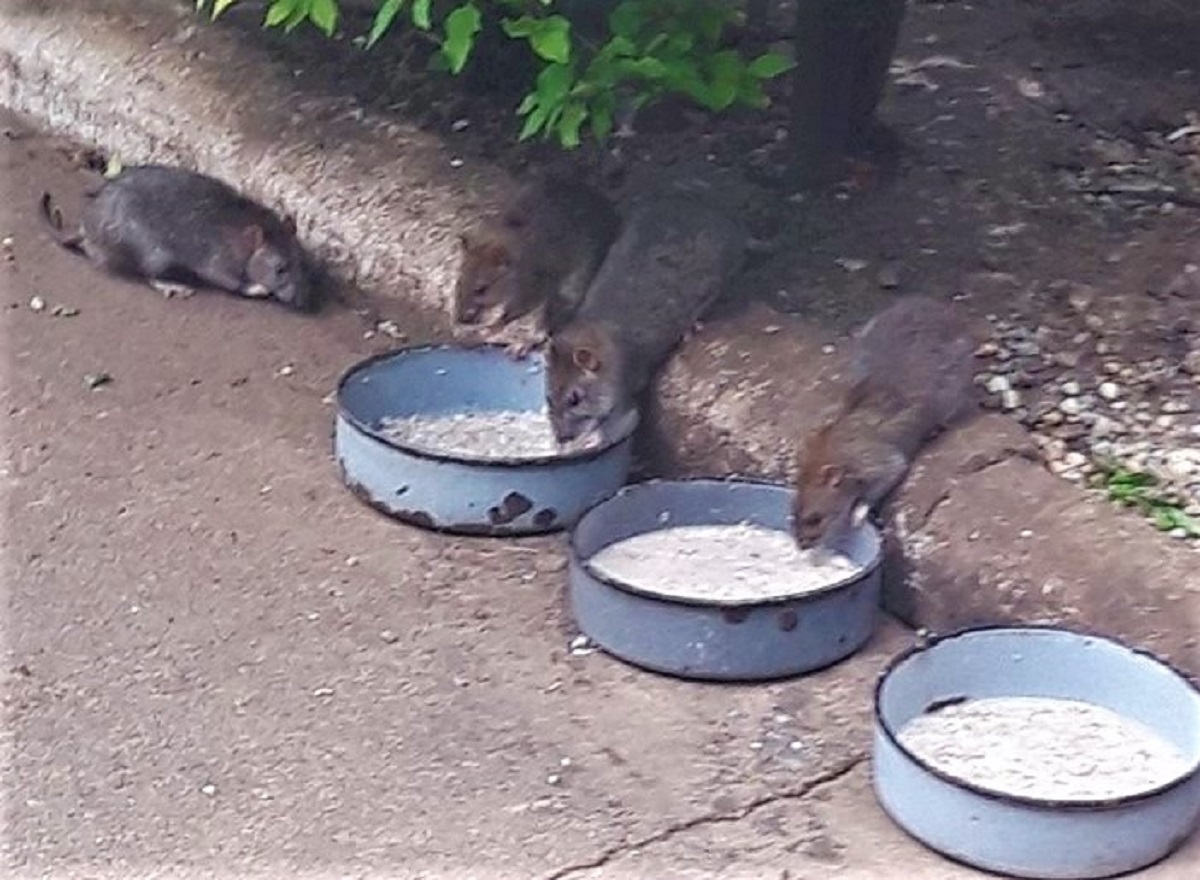 FOTO. Năpădiți de șobolani, în județul Satu Mare: "E ceva îngrozitor! Nu le este frică de noi"