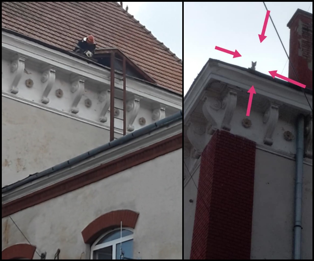 FOTO/VIDEO. Pompierii au salvat o pisicuță blocată pe acoperișul gării din Carei