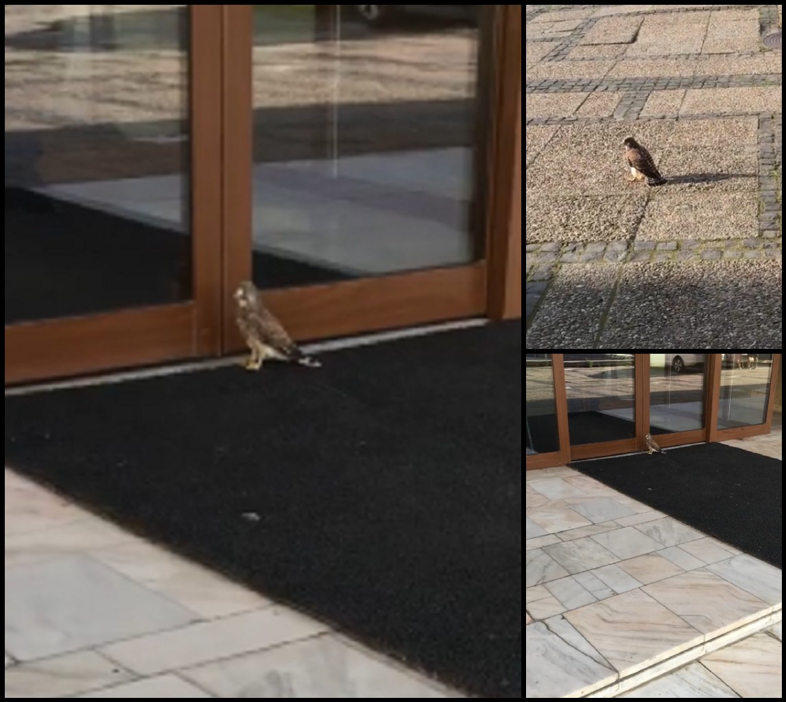 VIDEO. Un pui de șoim, "în vizită" la Prefectură. S-a speriat de ușa cu senzori