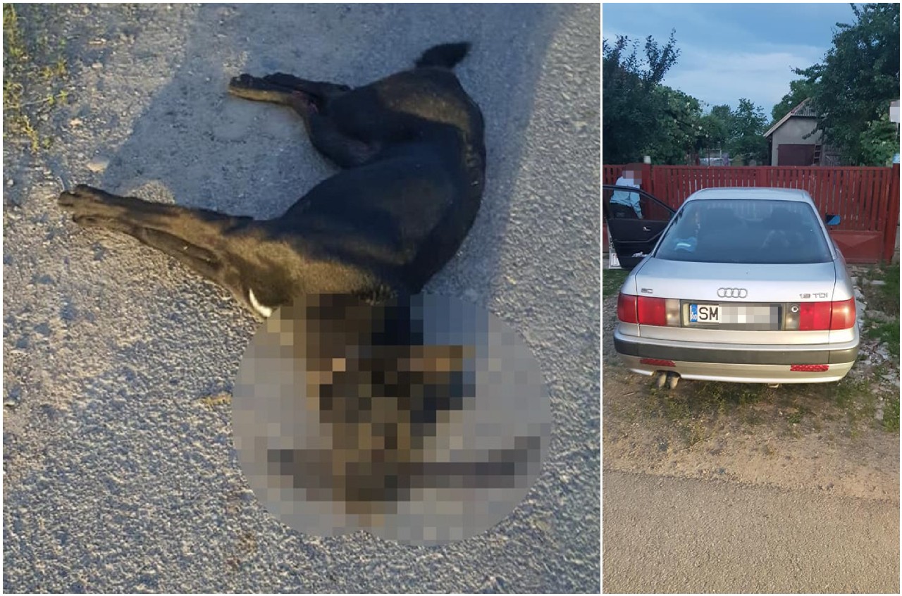 FOTO. Sătmărean acuzat că ar fi ucis un câine în mod intenționat cu mașina