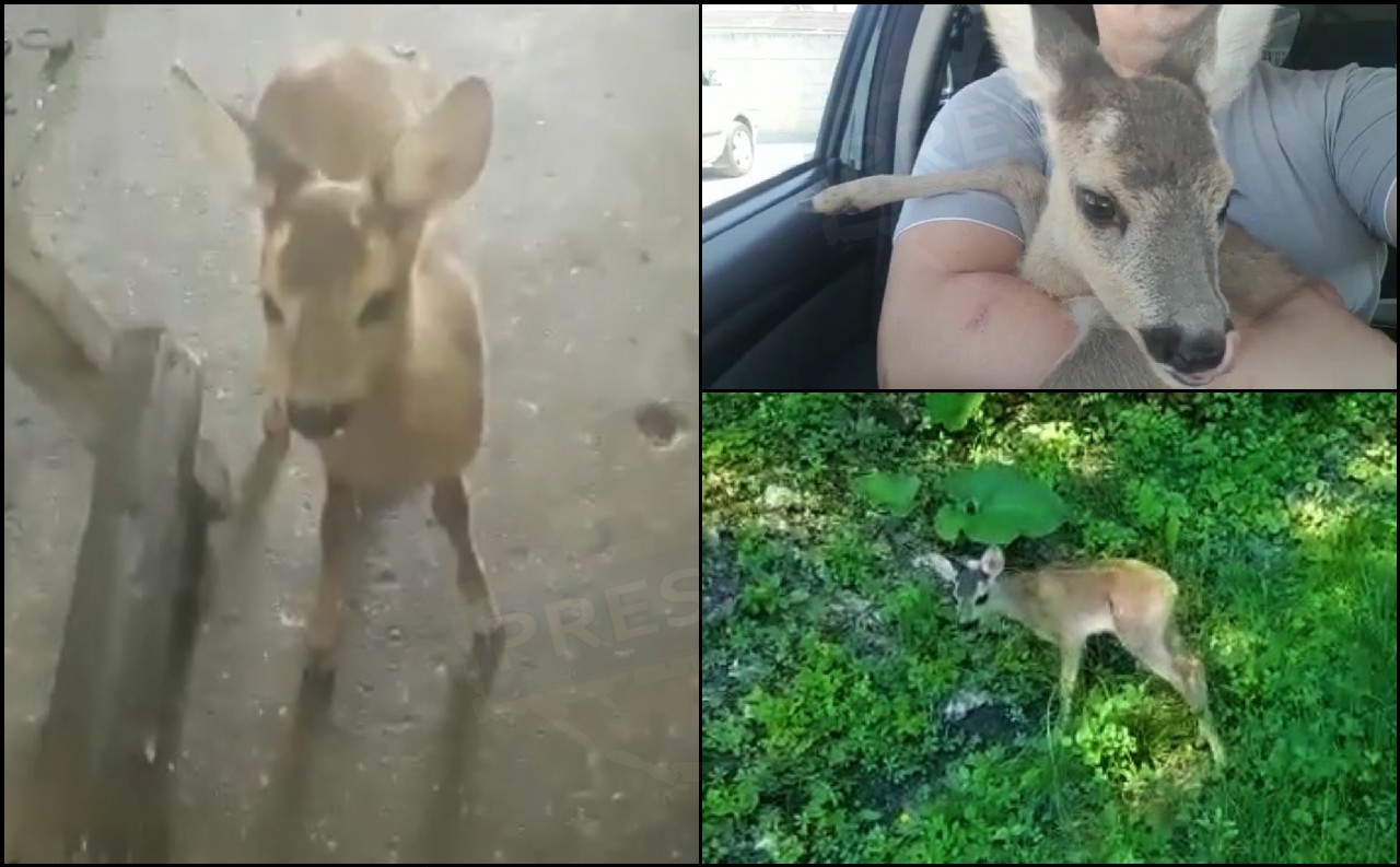 VIDEOREPORTAJ. Bambi de Satu Mare. Un pui de căprioară a intrat într-un atelier auto