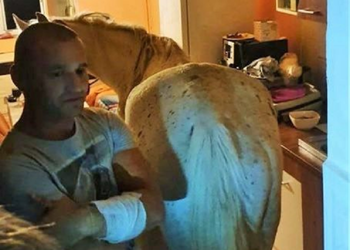 FOTO/VIDEO. Cal într-un apartament din Satu Mare! Polițiștii au intervenit în Micro 15