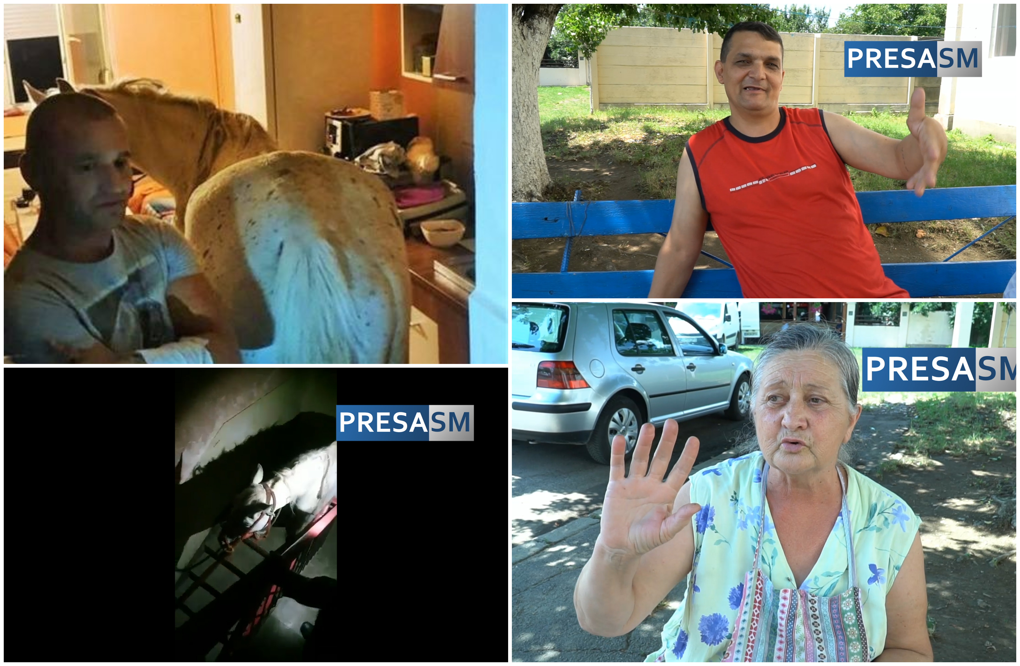 VIDEOREPORTAJ. Povestea calului ajuns la etajul IV al unui bloc din Satu Mare. Cum a fost posibil
