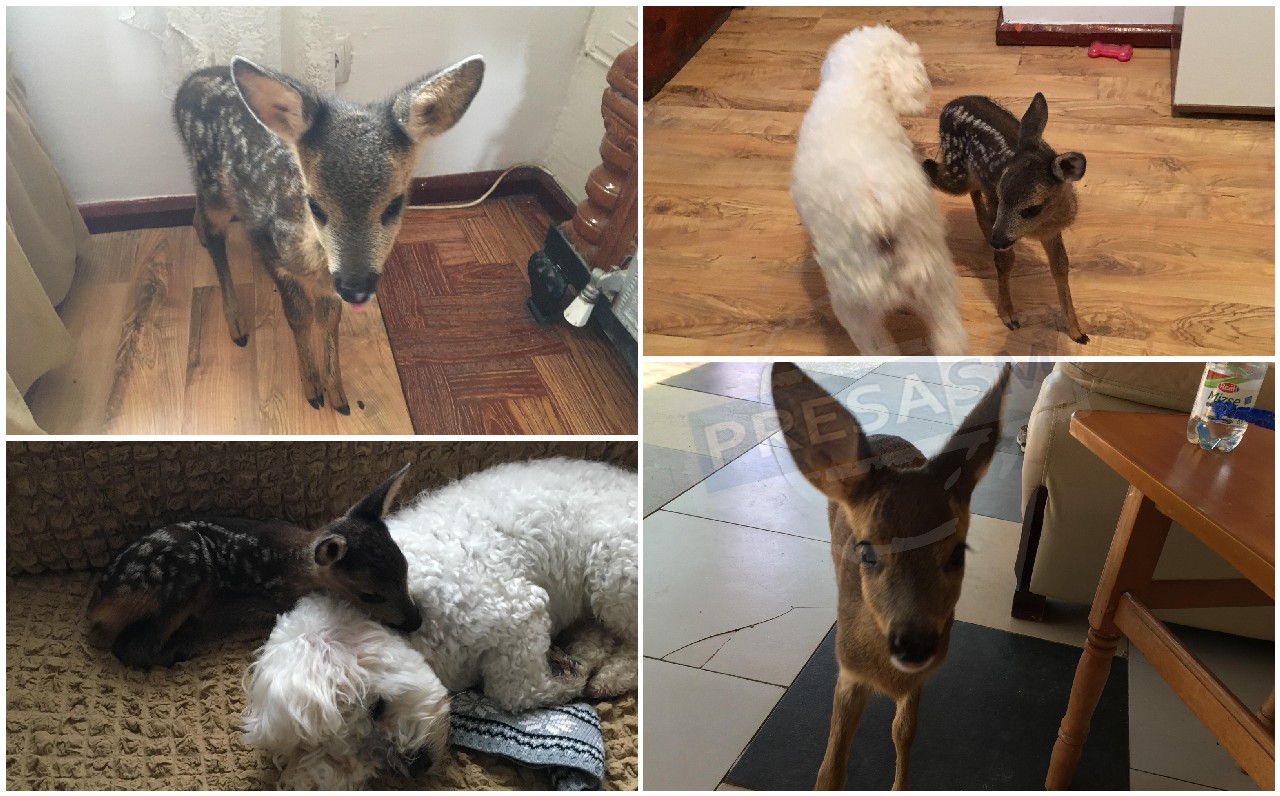 FOTO. Pui de căprioară salvat și adoptat în județ! Prietenie incredibilă cu un câine