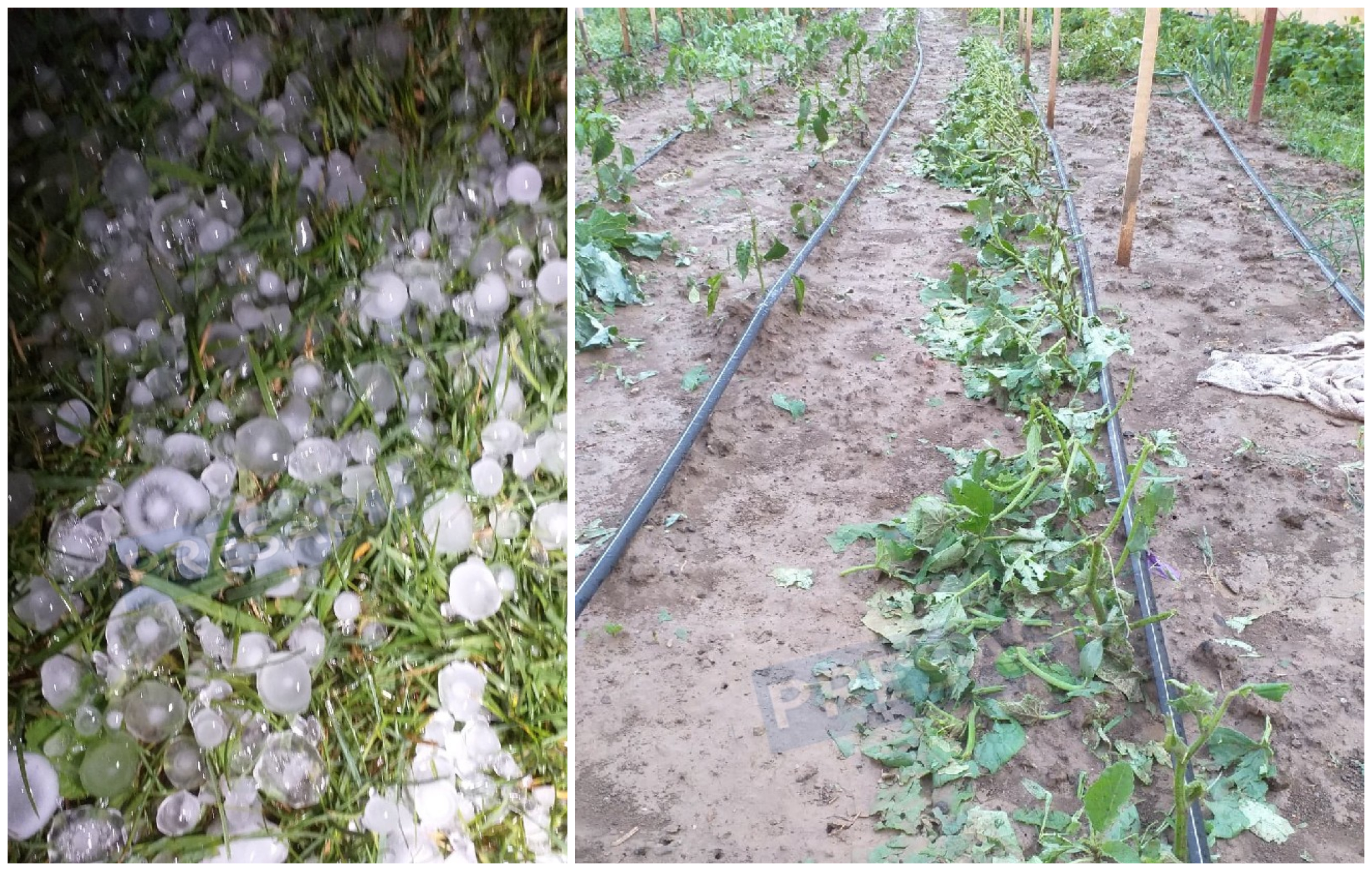 FOTO/VIDEO. Grindina a provocat pagube însemnate la periferia municipiului Satu Mare