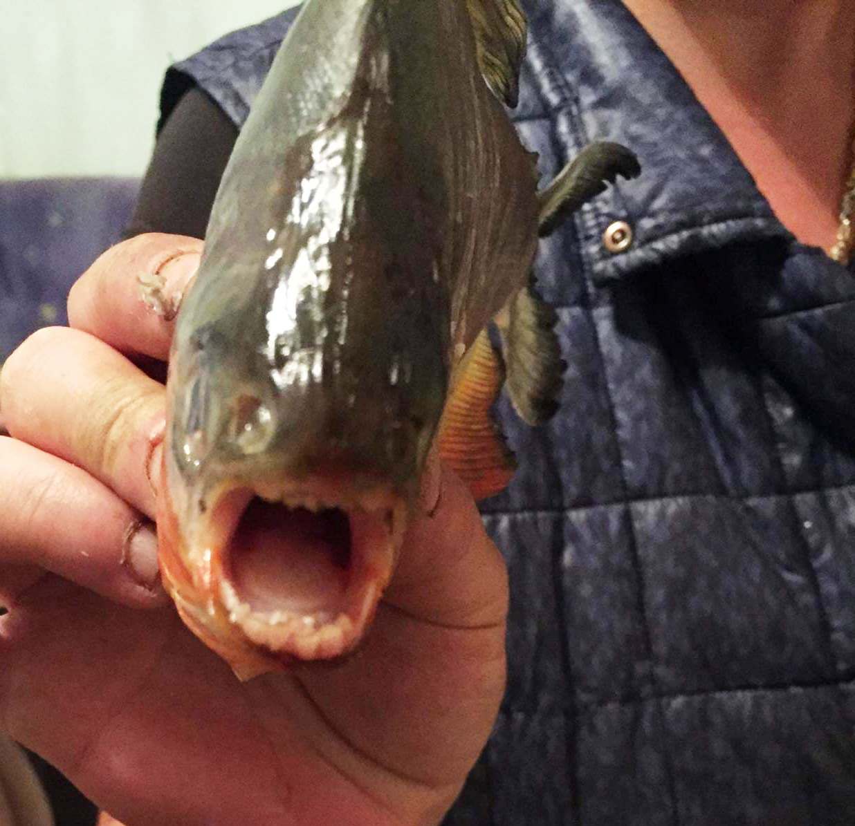 FOTO. ”Piranha” prinși lângă județul Satu Mare. Ce spun pescarii