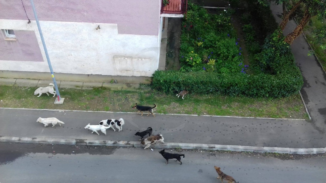 FOTO. Sătmăreni ”sechestrați” în blocuri. Haitele de câini "patrulează" prin cartiere