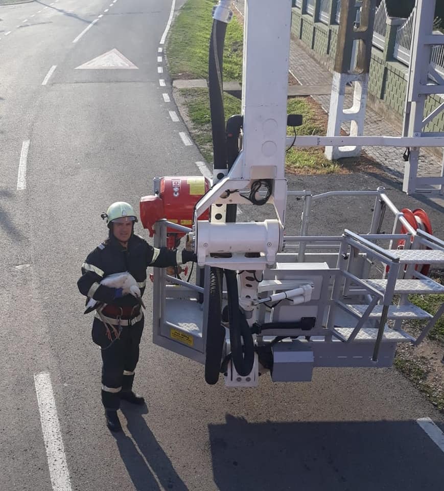 FOTO. Intervenție inedită a pompierilor sătmăreni. Au salvat un pui de barză
