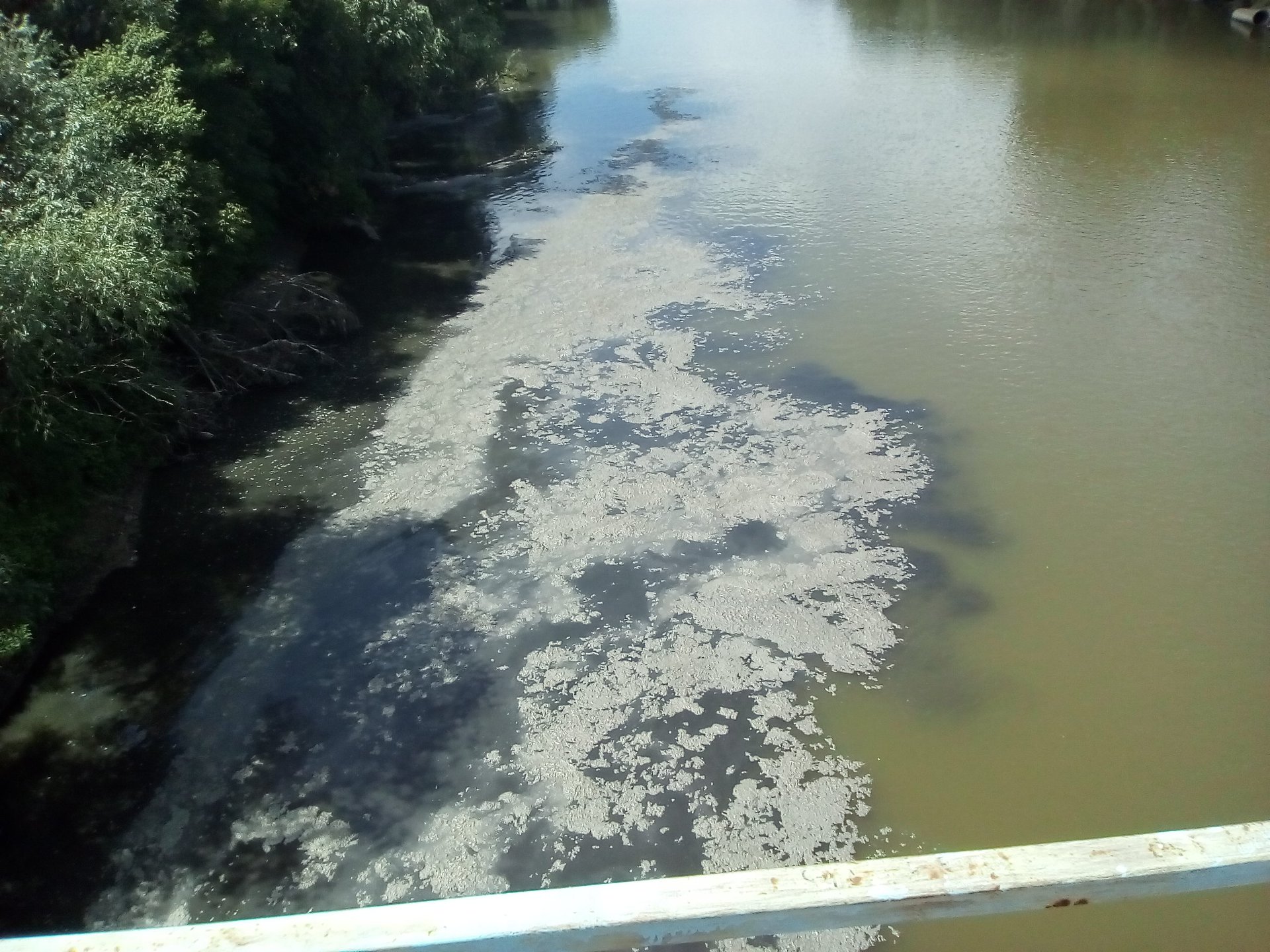 FOTOGALERIE. Poluare masivă a râului Someș, în zona Podului Galben!