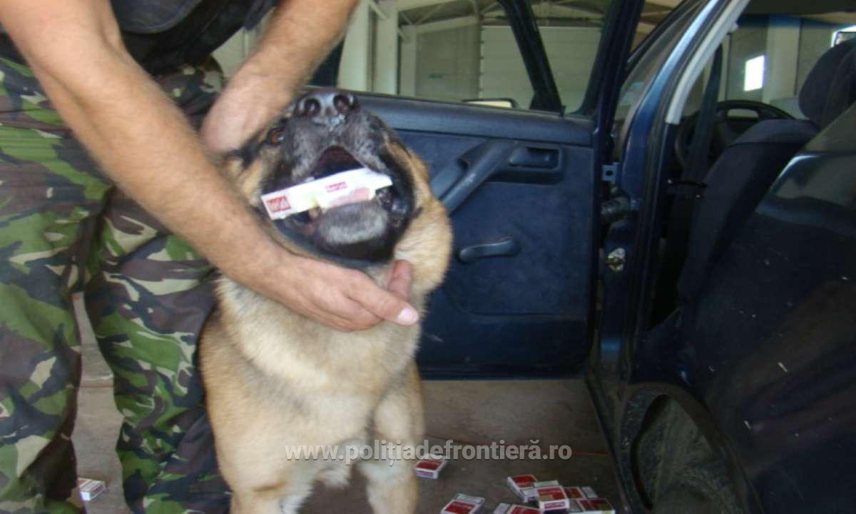 FOTO. Un câine polițist l-a lăsat pe un sătmărean fără mașină, în Vama Halmeu!