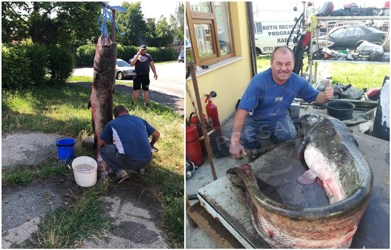 FOTO/VIDEO. Secretul capturării somnului gigant în Satu Mare. Record absolut pe Someș