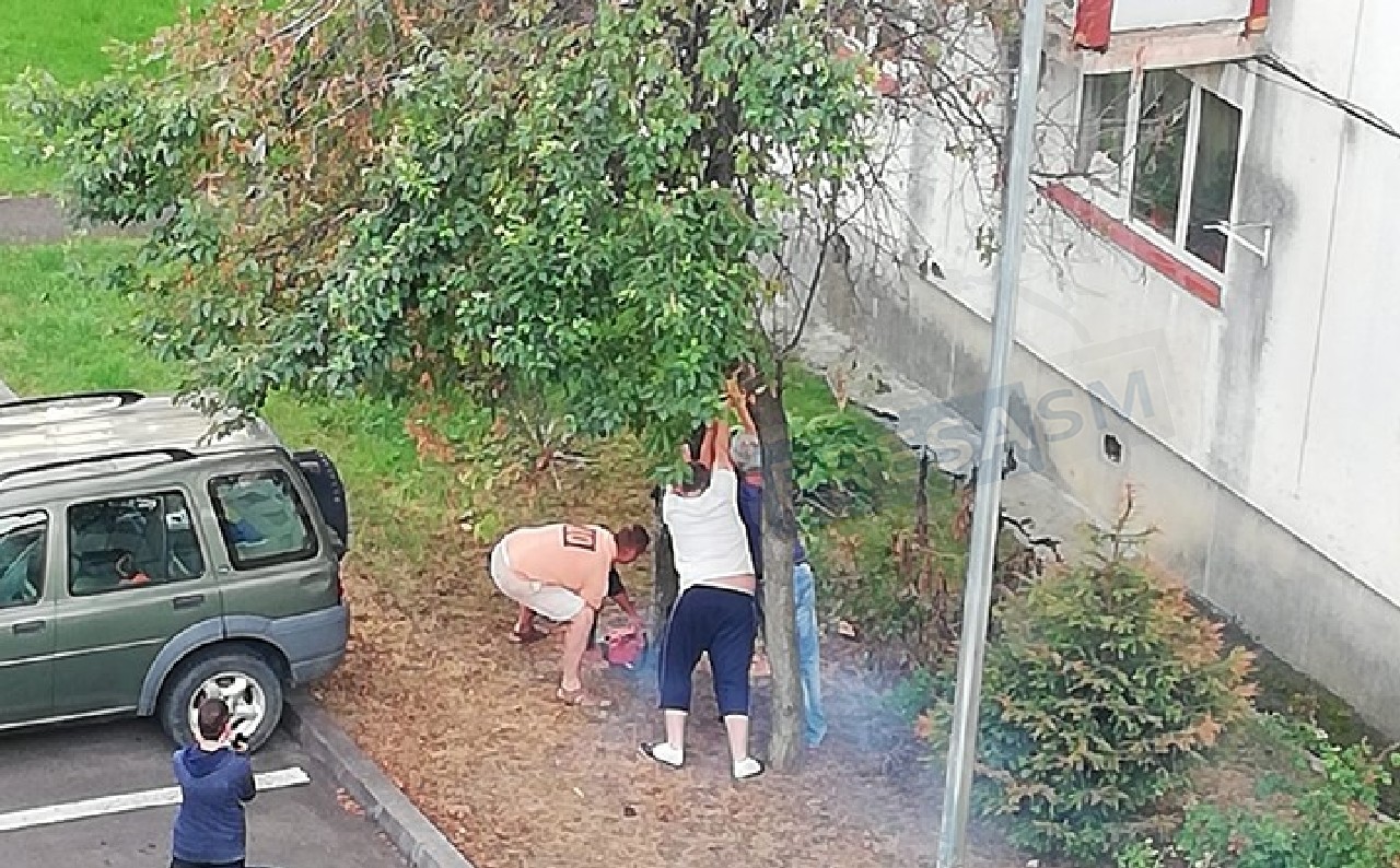 VIDEO. Copaci tăiați de șoferi în Micro 16, fiindcă se murdăresc mașinile! Alo, Primăria?!