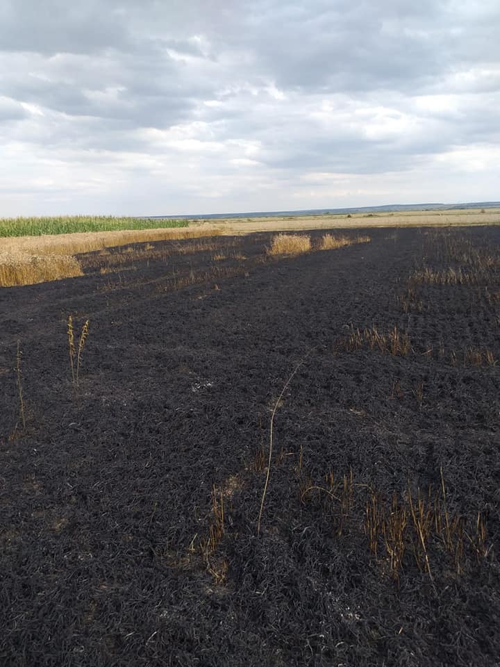 FOTO. Un individ a dat foc culturii de grâu a unui sătmărean! Pagube însemnate