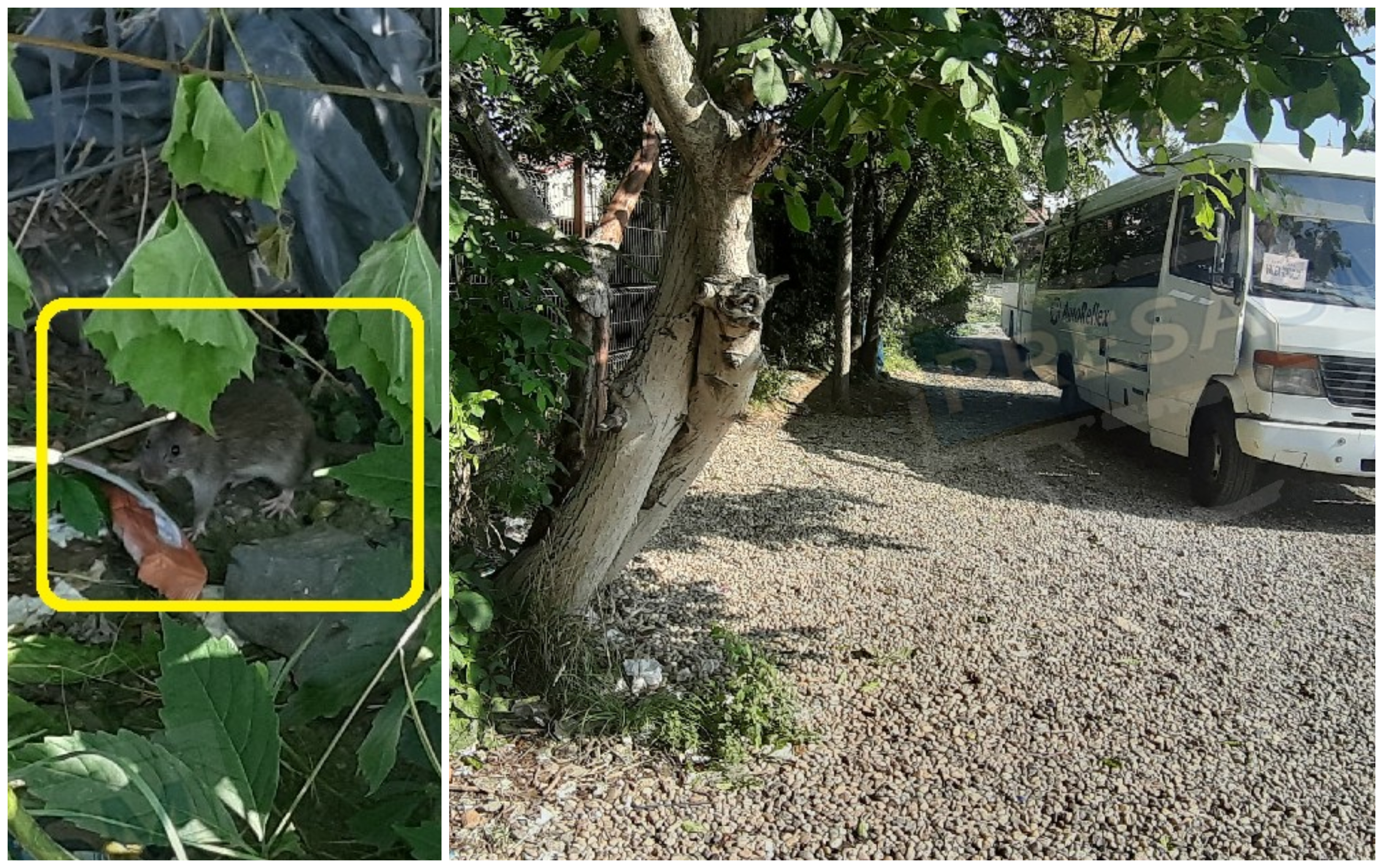 FOTO. Acesta este Satu Mare! Mii de navetiști printre șobolani și gunoaie în centru!