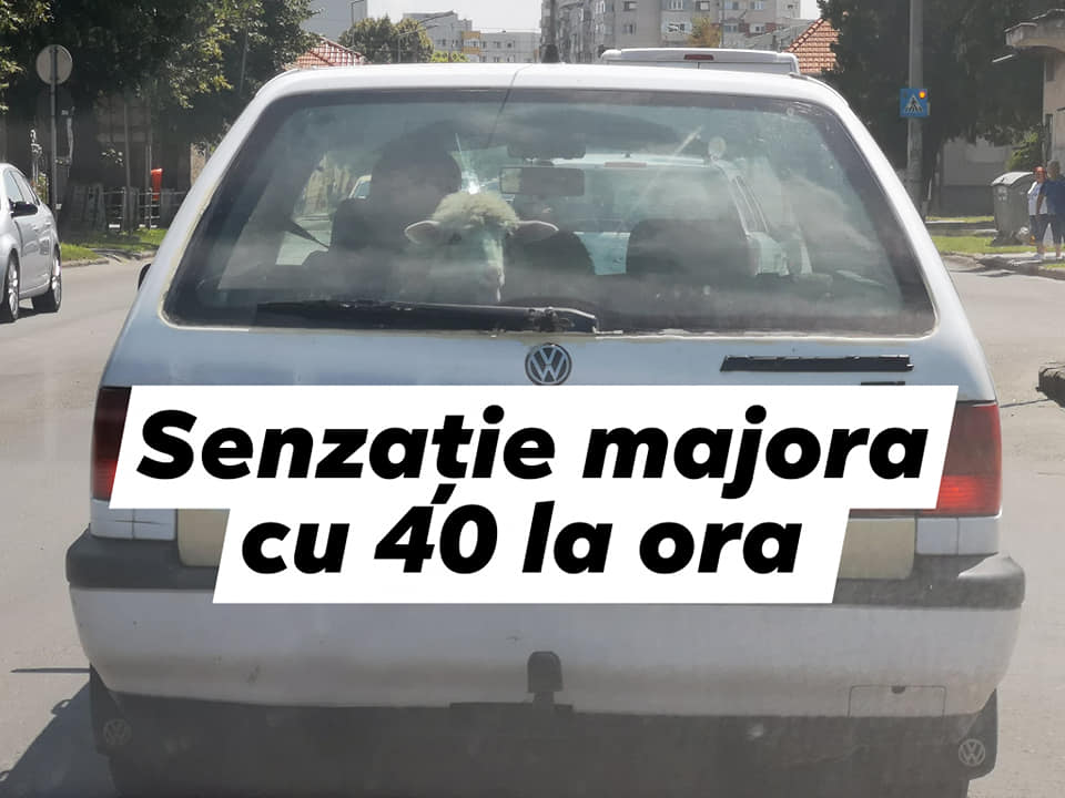 FOTO. Cu oaia la plimbare în mașină, pe la Burdea și B-dul Goga
