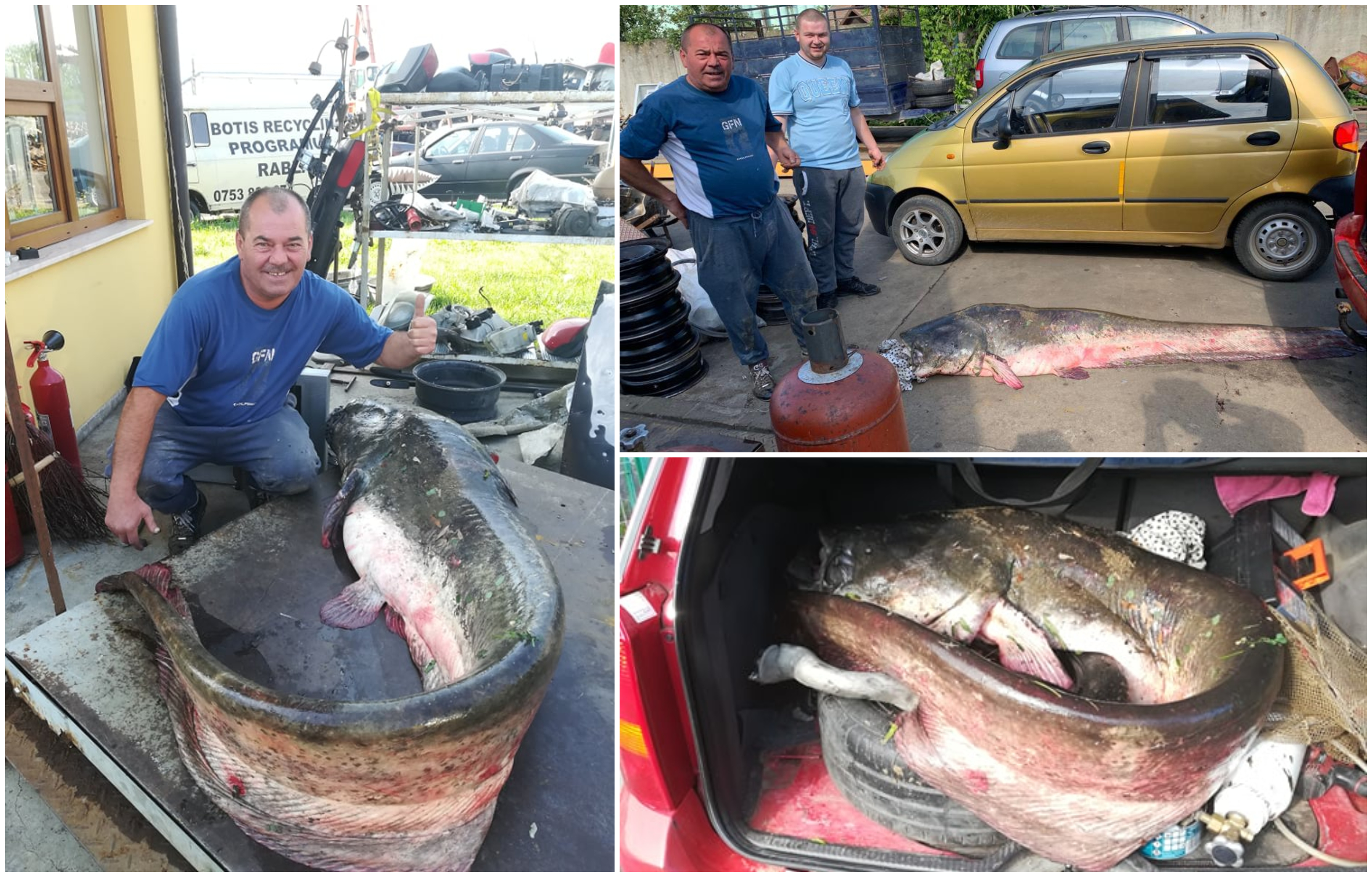 FOTO/VIDEO. Somn gigant pescuit din Someș, de un sătmărean! Adevărat ”monstru”