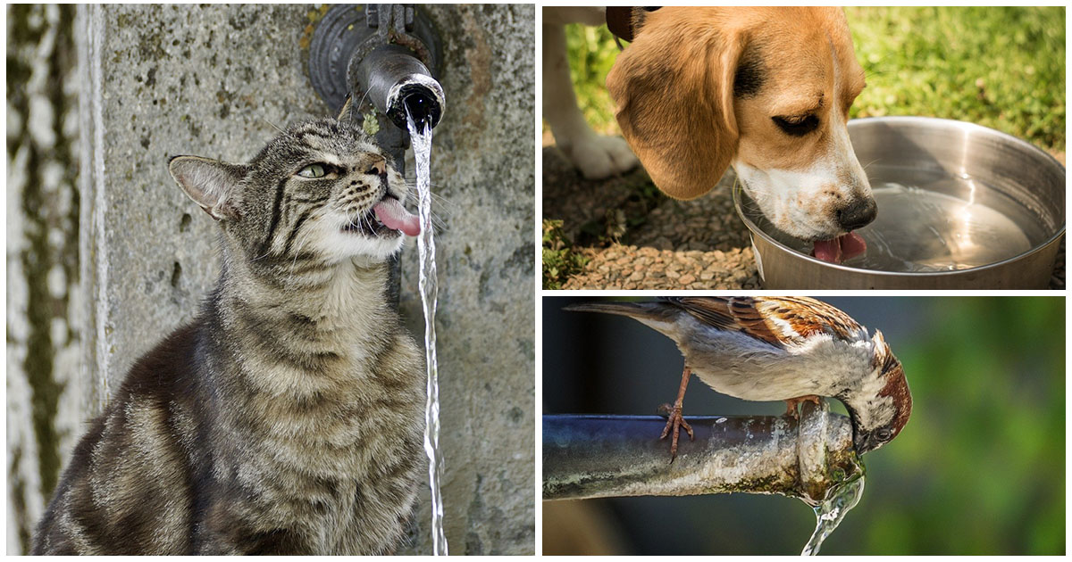 Canicula, un pericol pentru animale. Cum le putem da o mână de ajutor