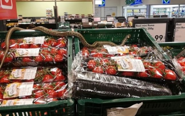 FOTO. Sperietură pentru clienții unui magazin. Șarpele se plimba peste cutiile cu roșii