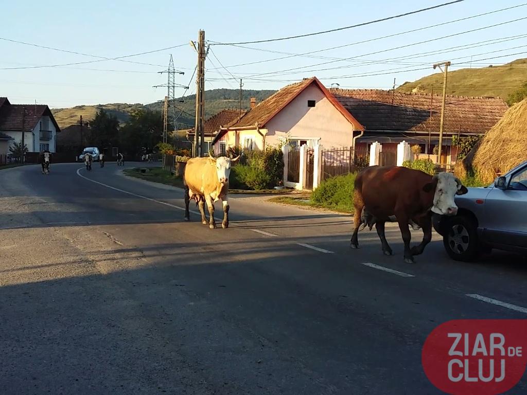 Sătmarul minunilor. A acroșat o vacă cu mașina și a fugit. Prins de Poliție