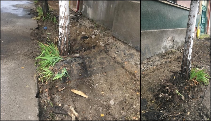 FOTO. Bordura, mai importantă ca oxigenul?! Copacii, amenințați pe străzile în reabilitare