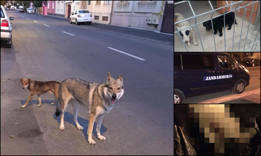 FOTO. Un lup cehoslovac a făcut prăpăd în Satu Mare. A ucis și rănit mai multe animale
