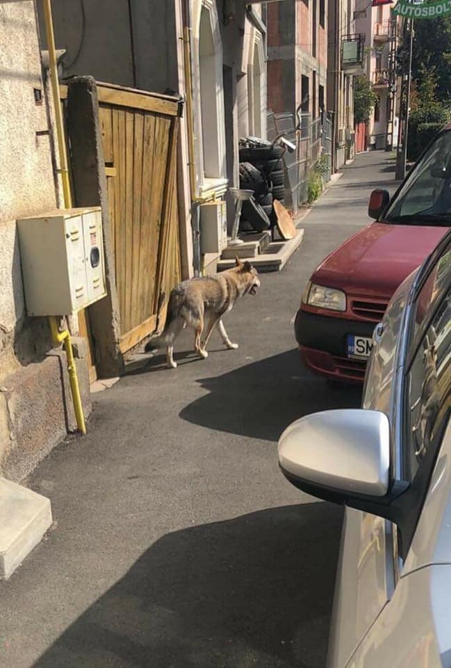 FOTO. Pericol iminent în Satu Mare. Un lup cehoslovac pe străzi. A ucis și rănit animale