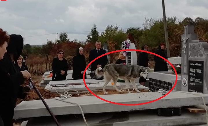 FOTO. Dragoste adevărată în județ. Un câine nu și-a părăsit stăpânul nici în mormânt