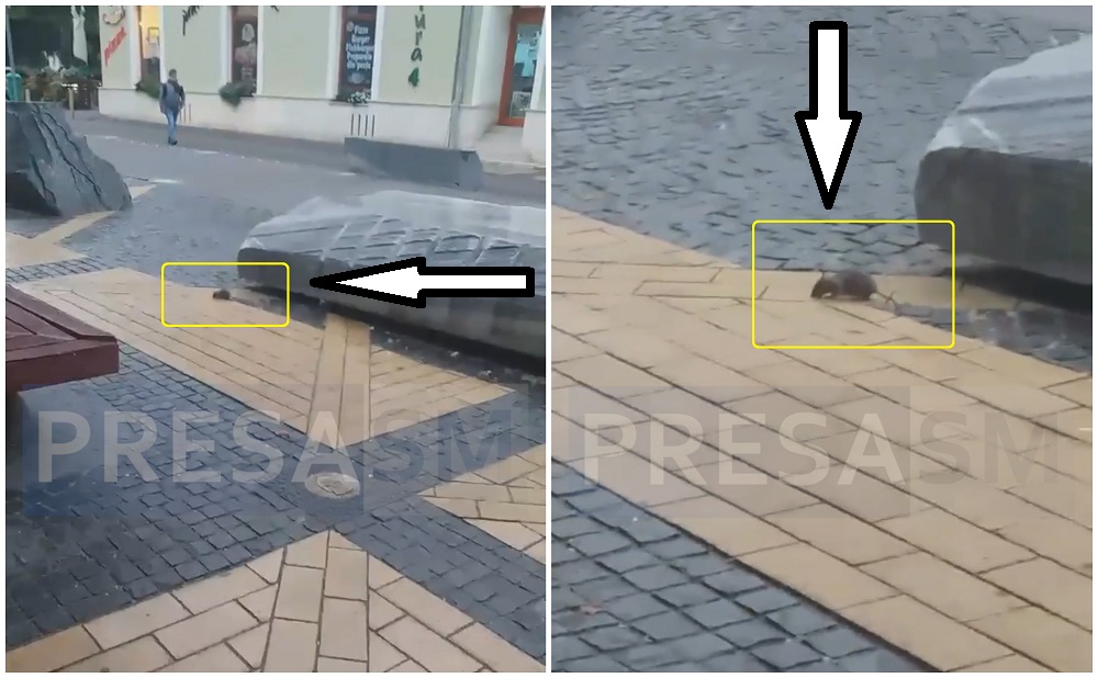 VIDEO. Șobolan pe aleea pietonală din Centrul Nou. La plimbare prin Satu Mare, printre oameni