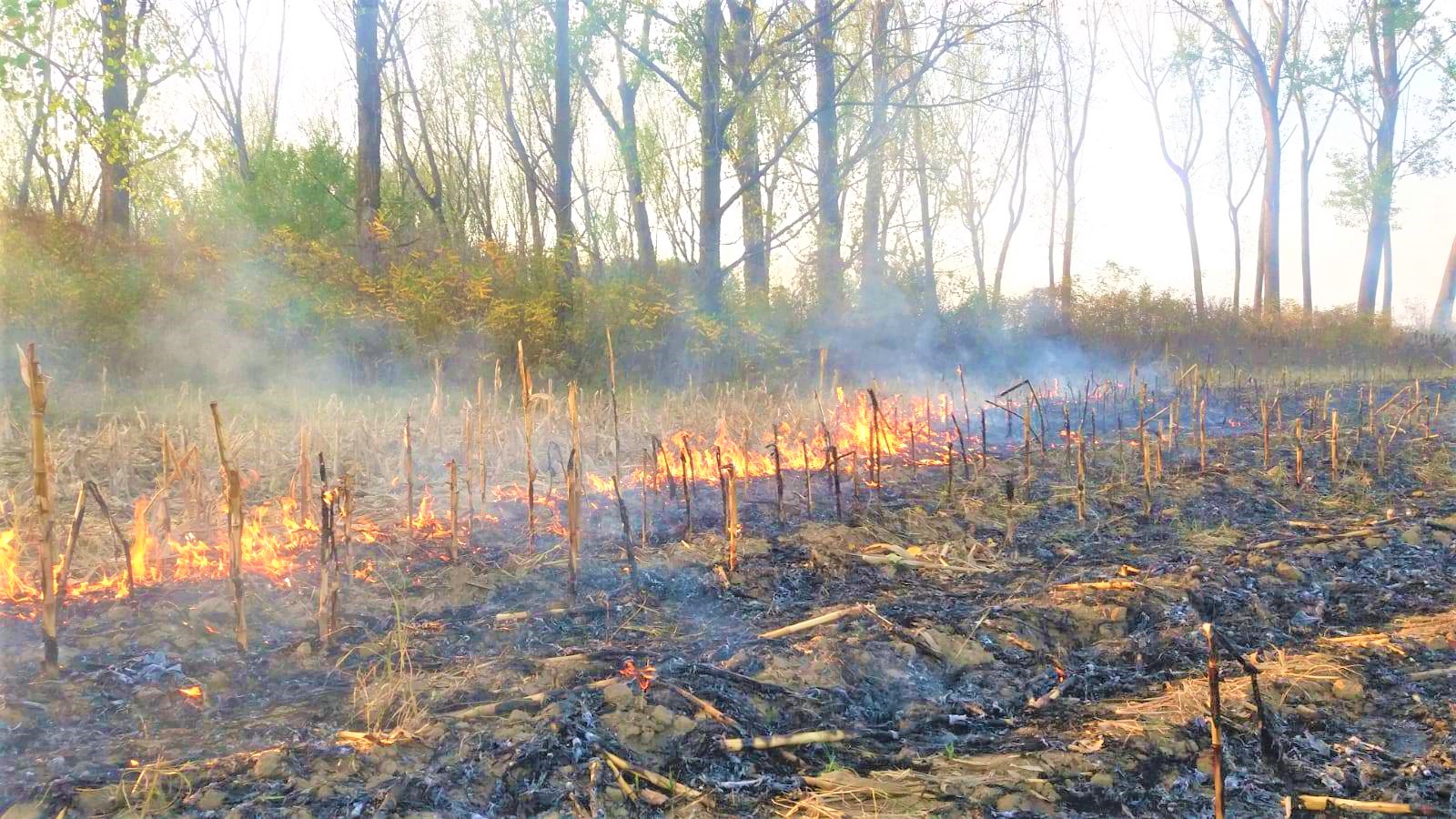 FOTO. Inconștiența loveste din nou! A dat foc și culturilor învecinate, totul aproape de pădure
